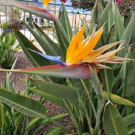 Villa Strelitzia Costa Adeje (Tenerife)